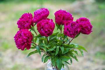 Beautiful bouquet of flowers red peonies in a glass jar with water on a wooden table in garden