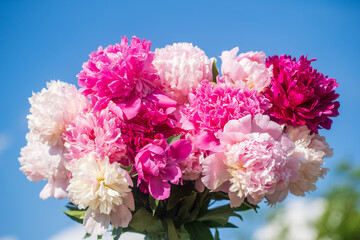 Beautiful bouquet of flowers peonies in a glass jar with water in garden on blue sky background