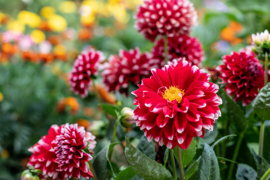red dahlia flower  in garden. Red flowers. Beautiful picture of red dahlia. Wallpaper of beautiful dahlia flower.