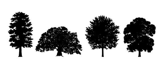 Tree Set. Different Tree Silhouette. Oak, Deciduous. Isolated on White Background. Vector Illustration. Forest and Park Elements. Deciduous trees. Nature collection. Black Illustration.