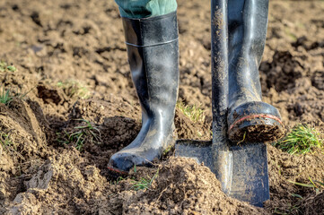 Gardener with rubber boots and spade digs the ground. Digging up the ground is not good and does...
