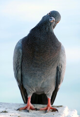 portrait of a beautiful pigeon