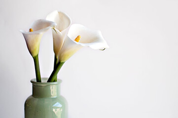 Cala lilies in a vase