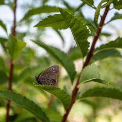butterfly on a green leaf on a sunny day