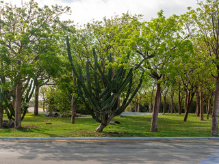 Tropical trees and cacti grow on the green lawn. Large tall cactus stands near the road. Island...