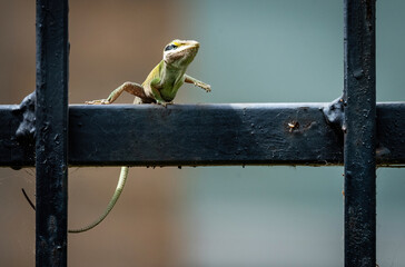 Brown Anole Lizard