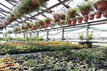 Industrial growth of different flowers in greenhouse.