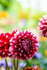 red dahlia flower in garden. Red flowers. Beautiful picture of red dahlia. Wallpaper of beautiful dahlia flower.