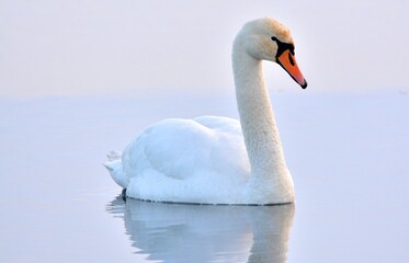 Fototapeta na wymiar Swan posin me.