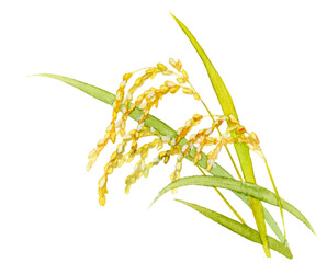 Rice stalk painted in watercolor