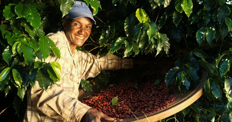 Smiling woman from Brazil picking red coffee seed on coffee plantation.
