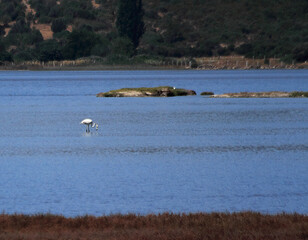 Flamingo  on the lake