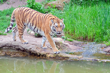 Sibirischer Tiger ( Panthera tigris altaica ).