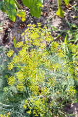 top view of flowering dill plant on garden bed