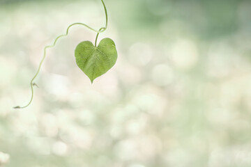 green heart-shaped leaf