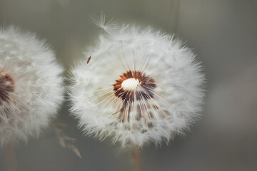 There is white fluff on the dandelion flower, which is blown away by a light wind in the summer. Nature.