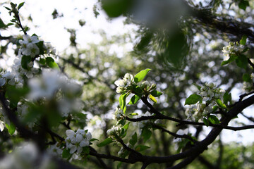 tree in bloom