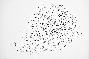 Flock of sturnus vulgaris birds.