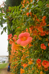 Flowers of beautiful colors Chinese trumpet creeper.