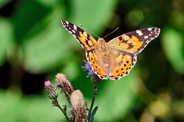 Distelfalter ( Vanessa cardui ) auf dem Blütenstand einer Eselsdistel ( Onopordum acanthium ).