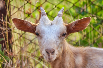 close up portrait with a brown goat