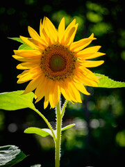 Girasol en Verano en el Jardín Botánico de Madrid