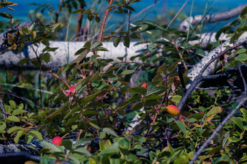 berries on the branches of tree