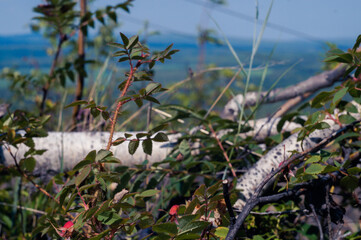 sand dunes and grass