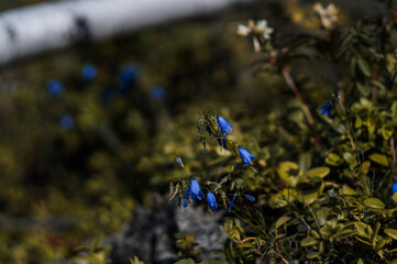 flowers in the forest