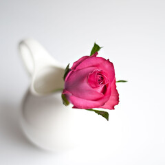 pink rose isolated on white