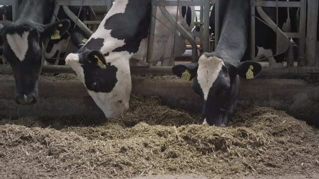 Cows eat hay or grain in a professional industrial barn. Raising heifers for sustainable milk and meat on a cow farm. Organic nutrition. Healthy lifestyle. Milky store business.