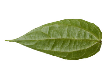 Obraz premium green leaf isolated on white background