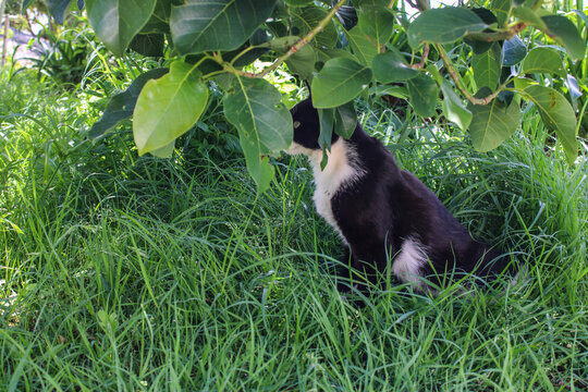 Un gato de tonos negros y blancos en un pasto con arboles y plantas de hojas verdes