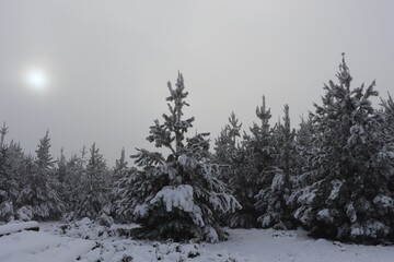Snow covered pine trees in Oberon with dirt road and sun trying to break through the dense fog.
