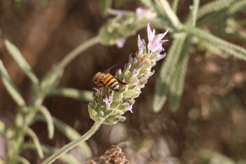 Bee on Lavender Flower. Abelha em Flor de Lavanda.