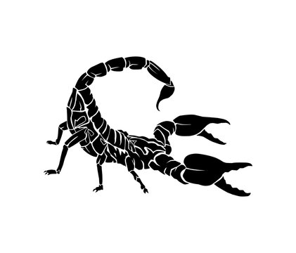 scorpion tattoo vector art