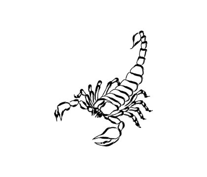 scorpion icon with line art style