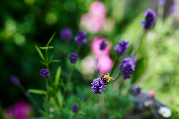 Bumblebee (Bombus) on lavender (Lavandula angustifolia) at a wild herb meadow.