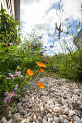 Gartenweg mit Wildblumen