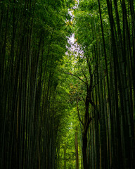 Fototapeta premium amazing green bamboo forest in kyoto japan