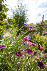 Gartenweg mit Wildblumen