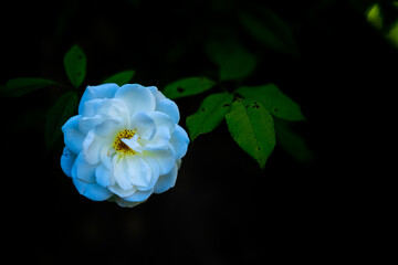 Fototapeta na wymiar white rose on black background
