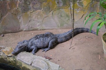 alligator in the swamp
