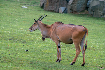 Detail shot of Common eland, Taurotragus oryx on a grassy ground.   Savannah and plains antelope...
