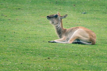 Naklejka na ściany i meble Young barasingha, Rucervus duvaucelii, also called swamp deer, lying down on a grassy ground. Deer species distributed in the Indian subcontinent.