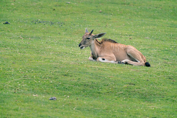 Naklejka na ściany i meble Detail shot of young Common eland, Taurotragus oryx, lying down on a grassy ground. Savannah and plains antelope found in East and Southern Africa.
