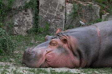 Hippopotamus, Hippopotamus amphibius, also called hippo, sleeps with its head laid on a grassy ground while small black and white bird walks on its neck. Mammal native to sub-Saharan Africa.