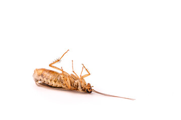 A dead cockroach is lying on its back on a white background.