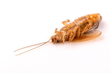 A dead cockroach is lying on its back on a white background close-up. Macro photography.