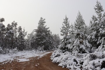 Snow covered pine trees in Oberon with dirt road and sun trying to break through the dense fog.